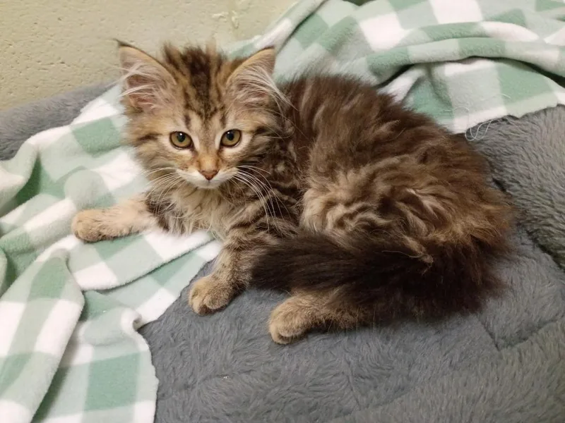 A baby medium-sized female Domestic Short Hair cat named Bloom for adoption in Hamilton, OH
