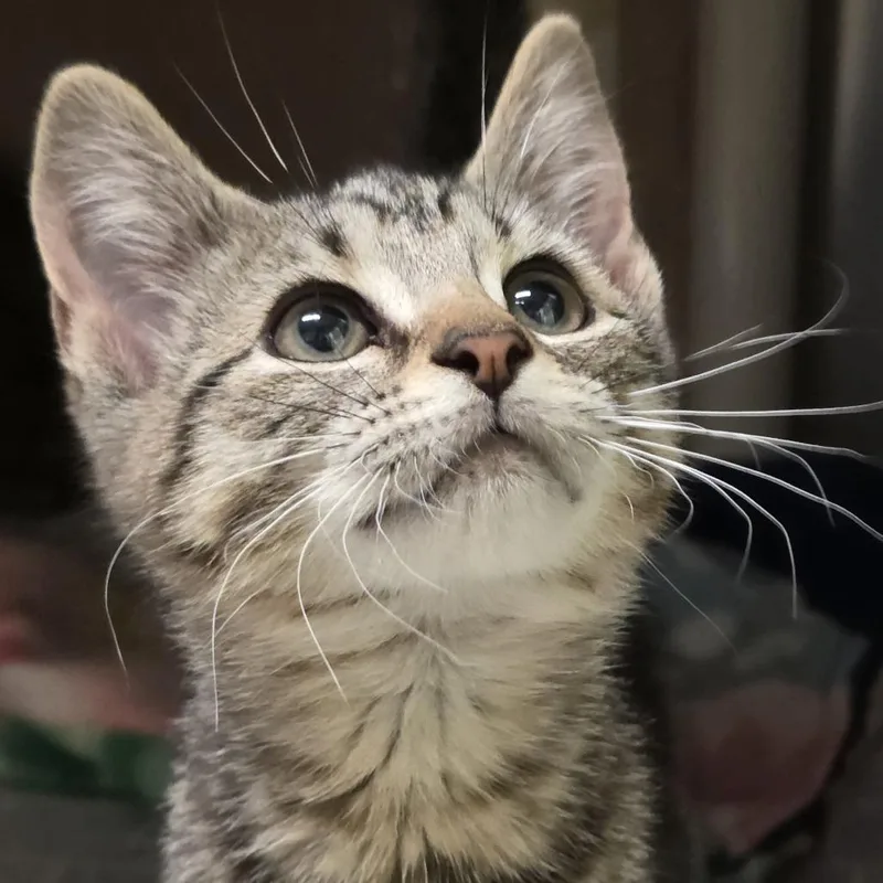 A baby small-sized male Brown / Chocolate Domestic Short Hair cat named Firefly for adoption in Kennebunk, ME
