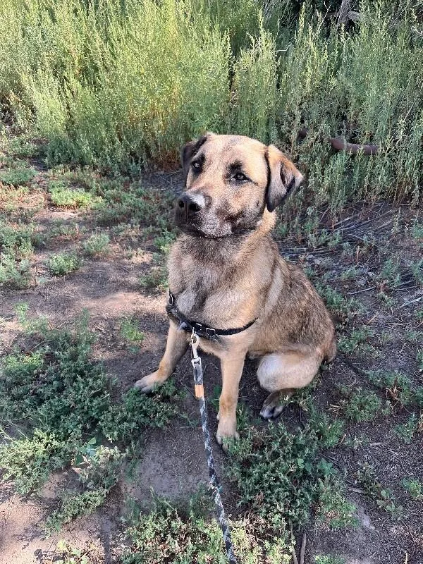 A young medium-sized male Yellow / Tan / Blond / Fawn Great Pyrenees dog named Norzen for adoption in Fort Collins, CO