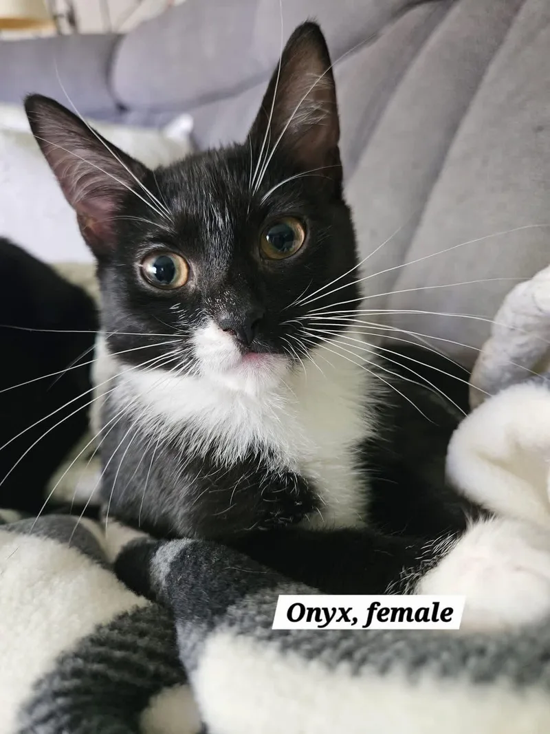 A baby medium-sized female Domestic Short Hair cat named Onyx for adoption in Succasunna, NJ