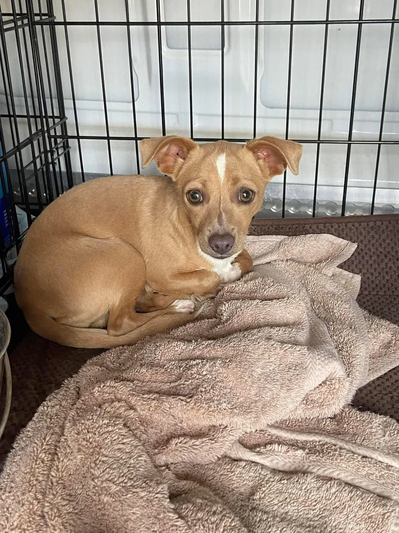 A young small-sized female Chihuahua dog named Tabitha for adoption in New London, WI