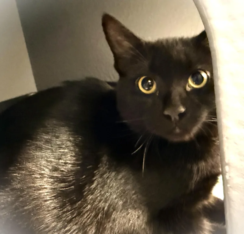 A baby small-sized male Black Domestic Short Hair cat named Tiny for adoption in Mankato, MN