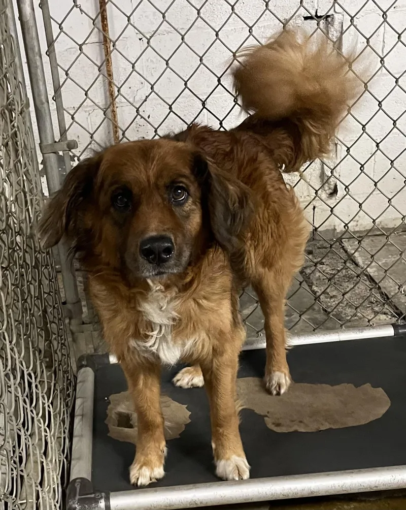 An adult medium-sized female Red / Chestnut / Orange Setter dog named Goldie HOLD for adoption in Canton, OH