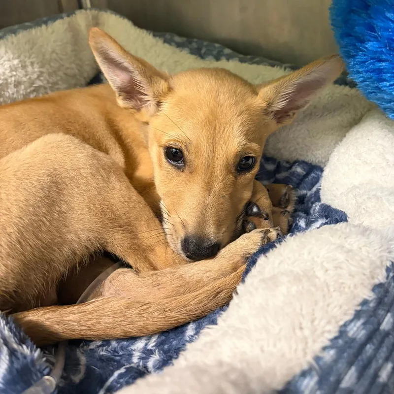 A baby small-sized male Yellow / Tan / Blond / Fawn Shepherd dog named George for adoption in Austin, TX