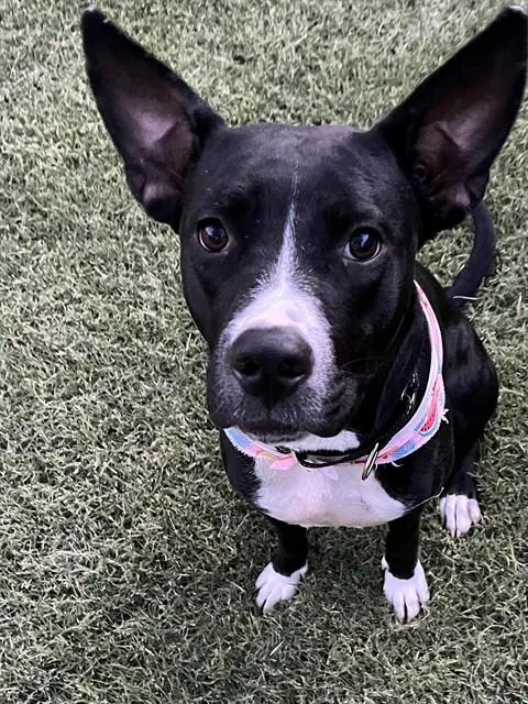 An adult large-sized female Labrador Retriever dog named Pepper for adoption in Mesa, AZ