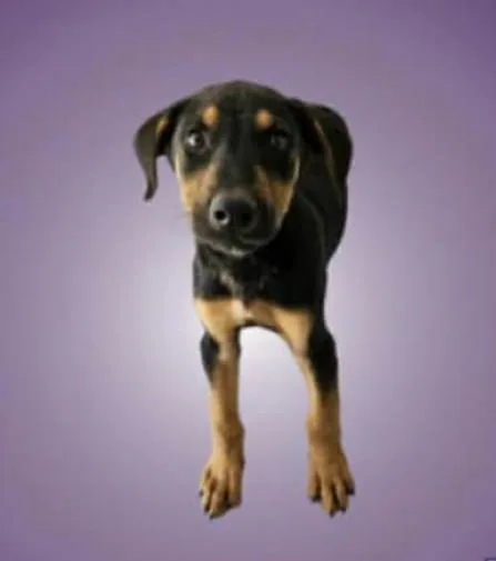 A young medium-sized male Bicolor Labrador Retriever dog named Pongo for adoption in Elgin, IL