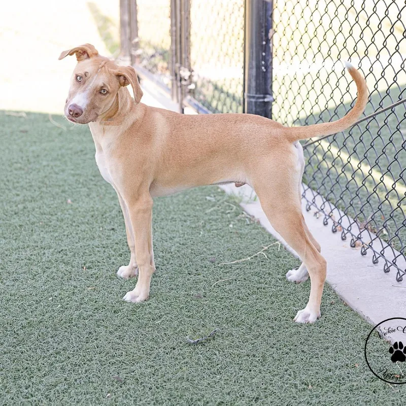 A young medium-sized male White / Cream Yellow Labrador Retriever dog named Rocco for adoption in Abilene, TX