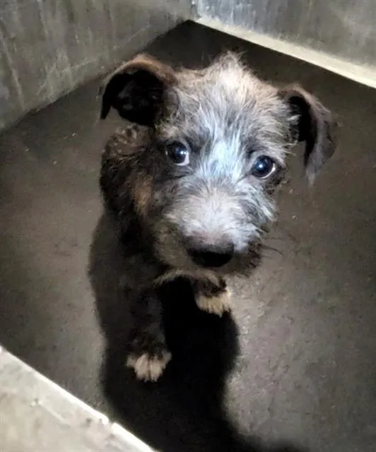 A young small-sized female Schnauzer dog named Agatha for adoption in San Antonio, TX