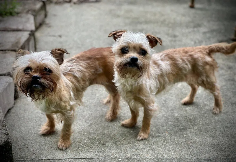 A senior small-sized female Terrier dog named Baby & Bae Bae for adoption in Saunderstown, RI