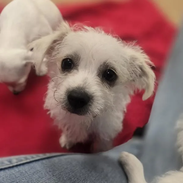 A baby small-sized male Jack Russell Terrier dog named Jacob for adoption in Oakland, CA