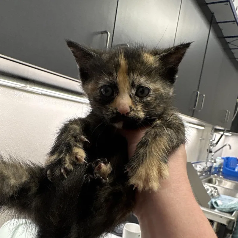 A baby small-sized female Tortoiseshell Domestic Short Hair cat named Clown for adoption in Morganton, NC