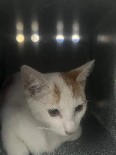 A baby medium-sized male Domestic Medium Hair cat named Trav for adoption in Dallas, TX