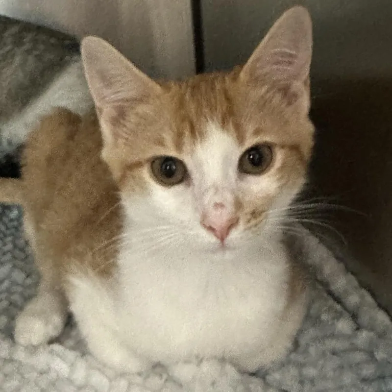 A baby medium-sized male Domestic Short Hair cat named Apollo for adoption in Cumming, GA