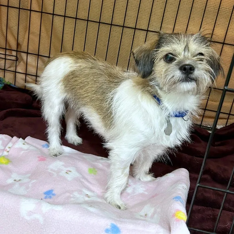 An adult small-sized female Shih Tzu dog named Nadia for adoption in Woodinville, WA