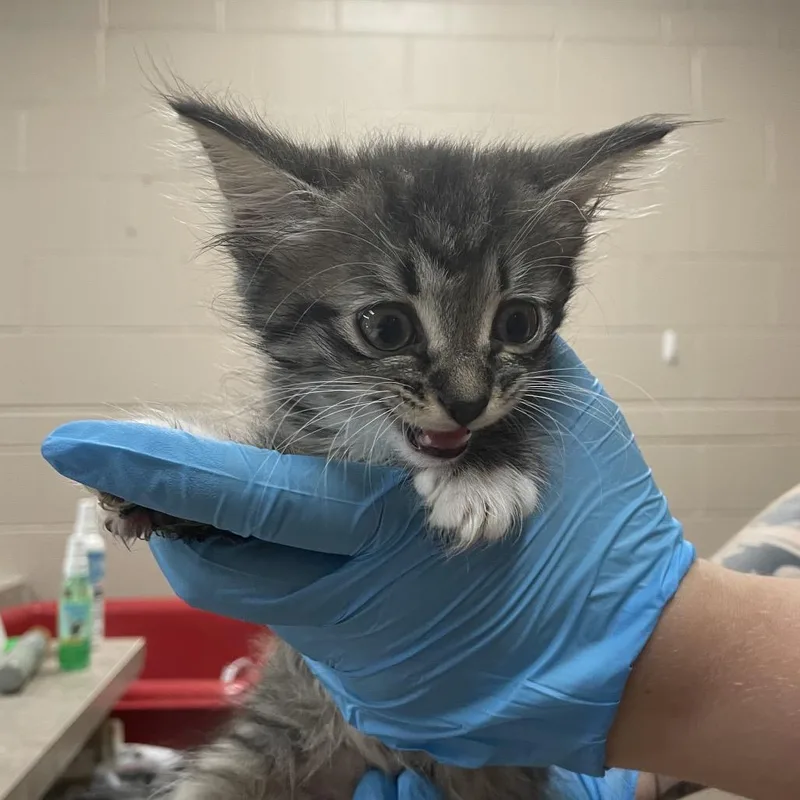 A baby small-sized female Brown / Chocolate Domestic Medium Hair cat named Rene for adoption in Birmingham, AL