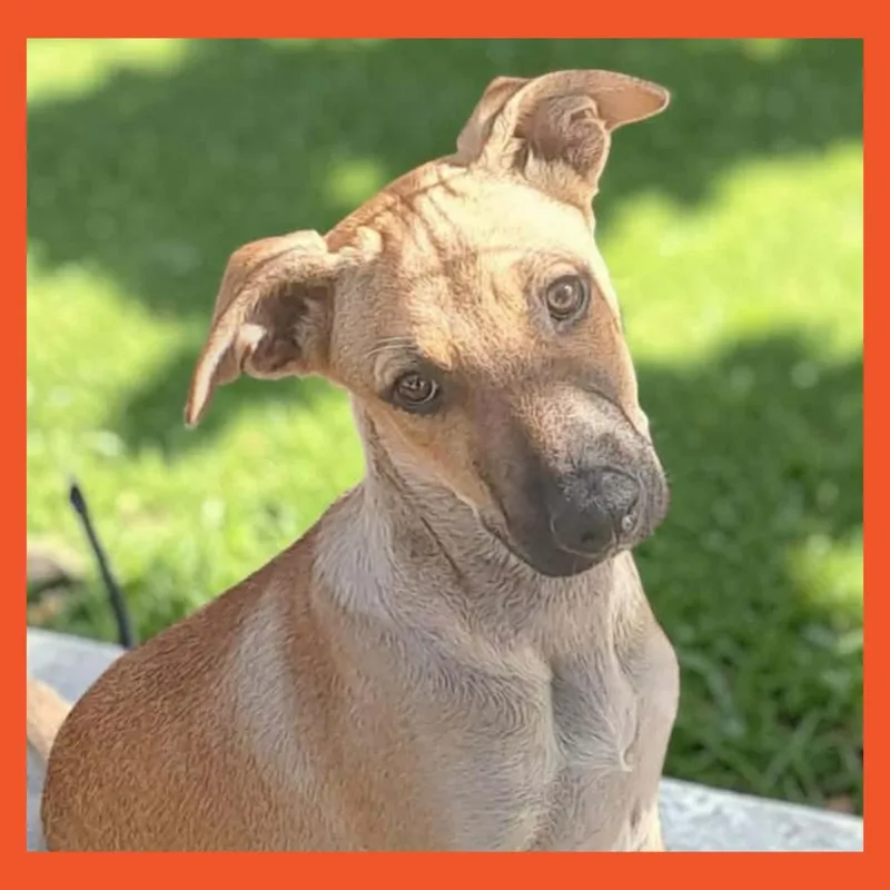 A baby medium-sized male Mixed Breed dog named Hershel for adoption in San Francisco, CA