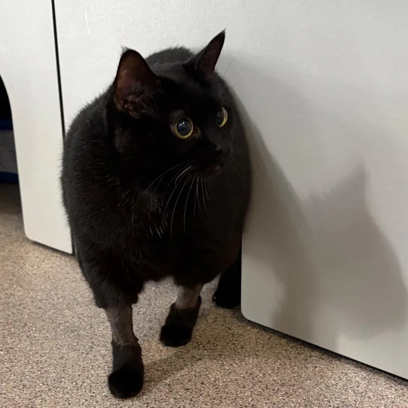 A senior extra large-sized female Black Domestic Short Hair cat named Holly for adoption in Sarasota, FL