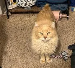 Fat Cat
