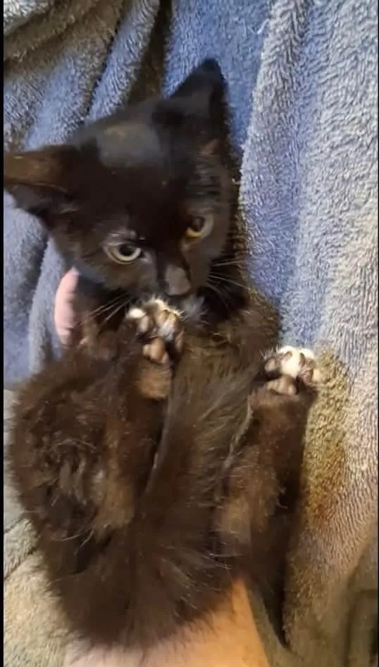 A baby small-sized female Black Domestic Short Hair cat named Twinkle for adoption in Shawnee, OK