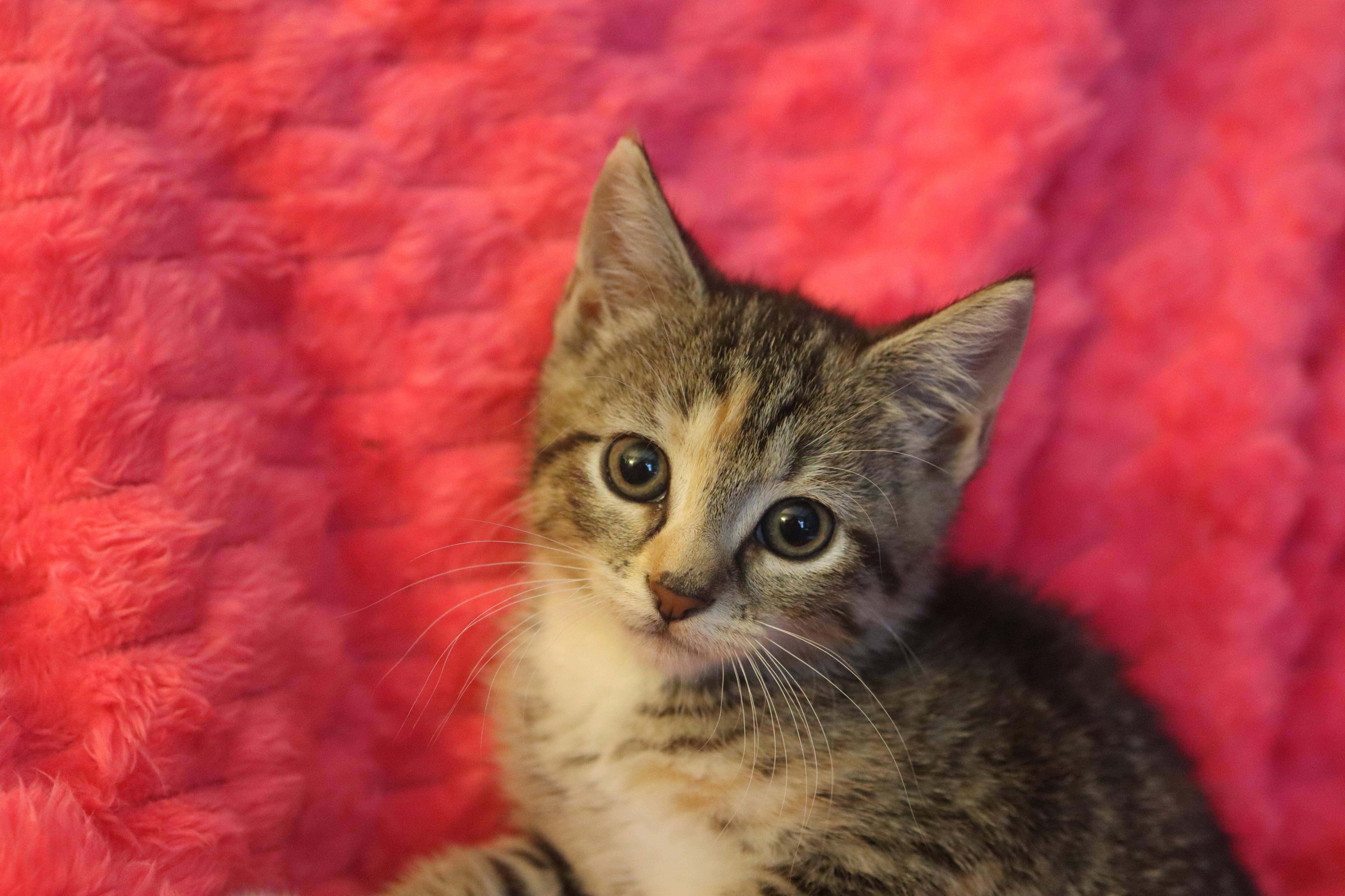 A baby medium-sized female Tabby (Gray / Blue / Silver) Domestic Short Hair cat named Katara for adoption in Franklin, TN