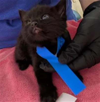 A baby medium-sized female Domestic Short Hair cat named Penelope Garcia for adoption in Camarillo, CA