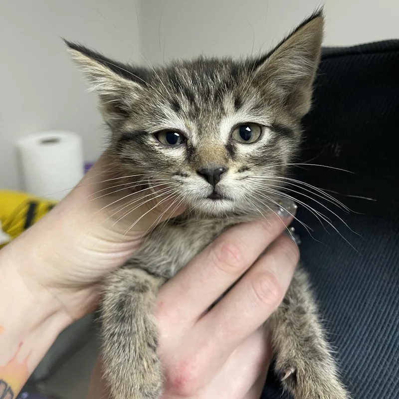 A baby small-sized male Brown / Chocolate Domestic Short Hair cat named Tiger for adoption in Normal, IL