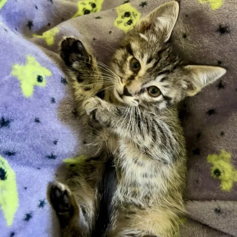 Tiger thumbnail 2