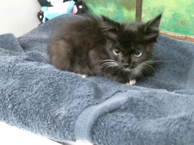 A baby small-sized female Domestic Short Hair cat named Salem for adoption in Houston, TX