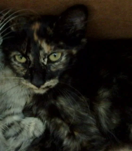 A baby medium-sized female Domestic Medium Hair cat named Rosalie for adoption in Dallas, TX