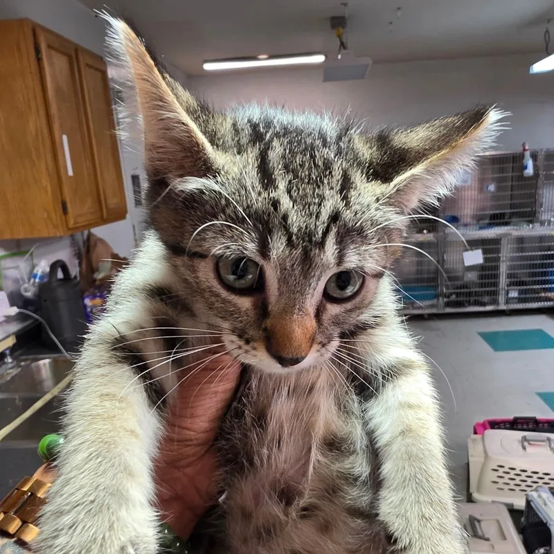A baby small-sized female Gray / Blue / Silver Domestic Short Hair cat named Joesy for adoption in Leander, TX