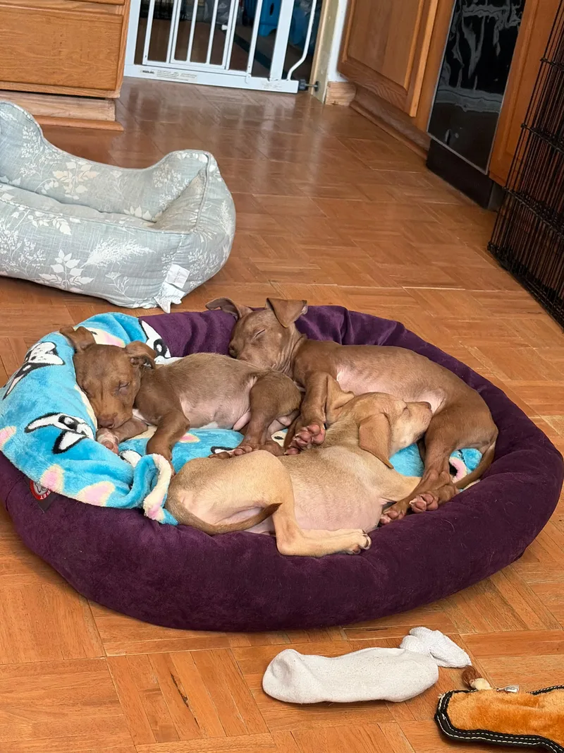 A baby small-sized male Brown / Chocolate Terrier dog named Theodore for adoption in Santa Rosa, CA