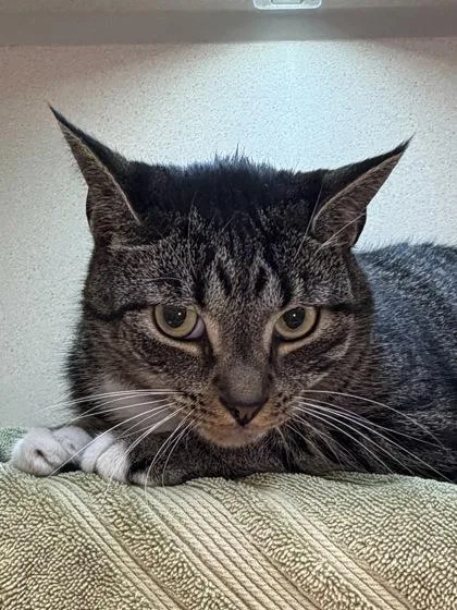 An adult small-sized male Domestic Short Hair cat named Papito for adoption in Bellevue, WA
