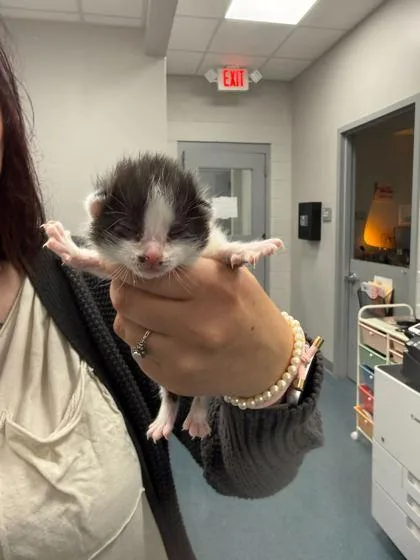A baby small-sized female Domestic Short Hair cat named Blueberry for adoption in Sevierville, TN