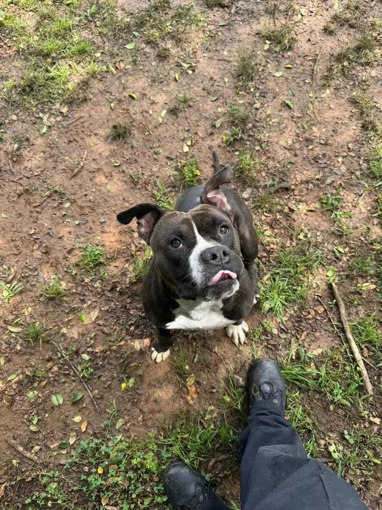 An adult medium-sized male Bull Terrier dog named Fuse for adoption in Benton, AR