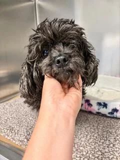 A young small-sized female Poodle dog named Cora for adoption in Tifton, GA