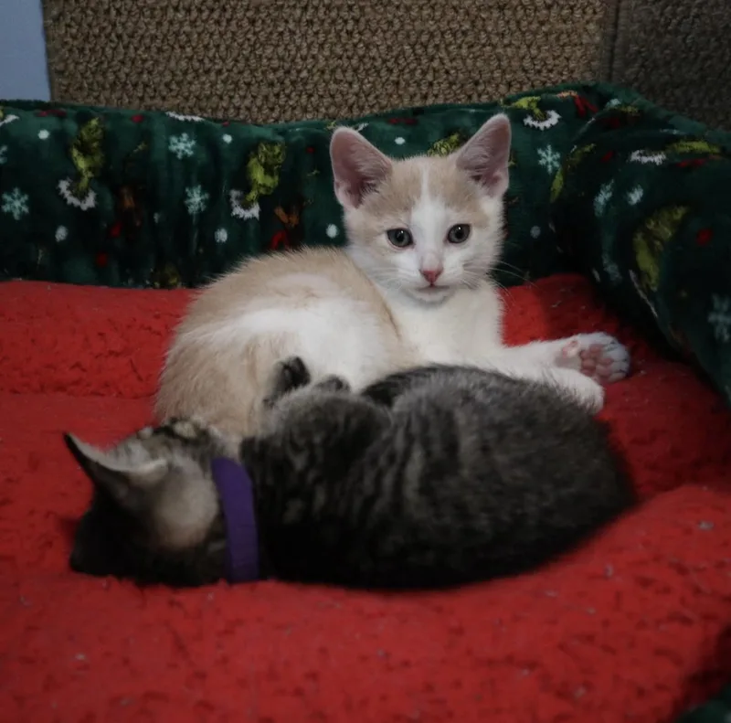 A baby medium-sized male Cream / Ivory Domestic Short Hair cat named Creamsicle for adoption in Rossville, TN