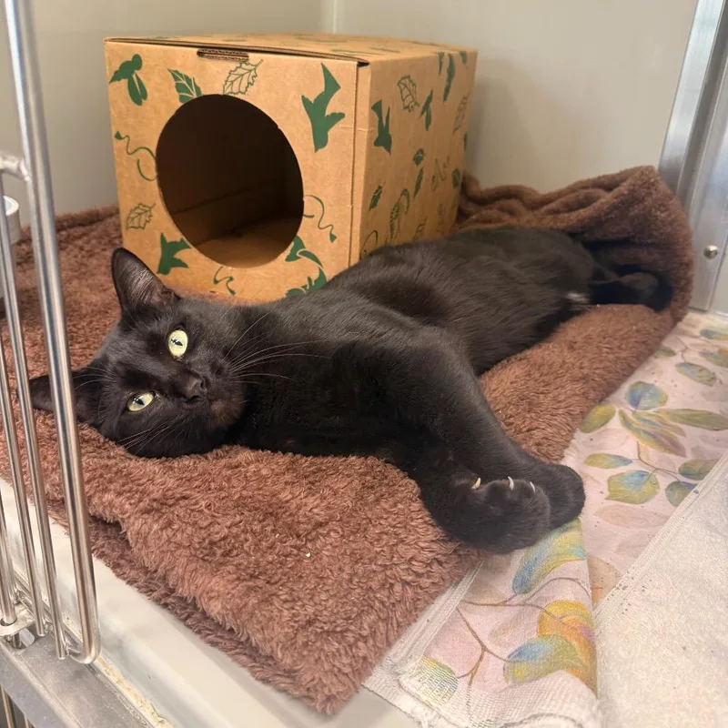 An adult large-sized male Black Domestic Short Hair cat named Thing for adoption in Saint Charles, MO