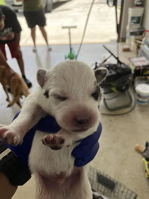A baby medium-sized male Mixed Breed dog named Cain for adoption in Dallas, TX