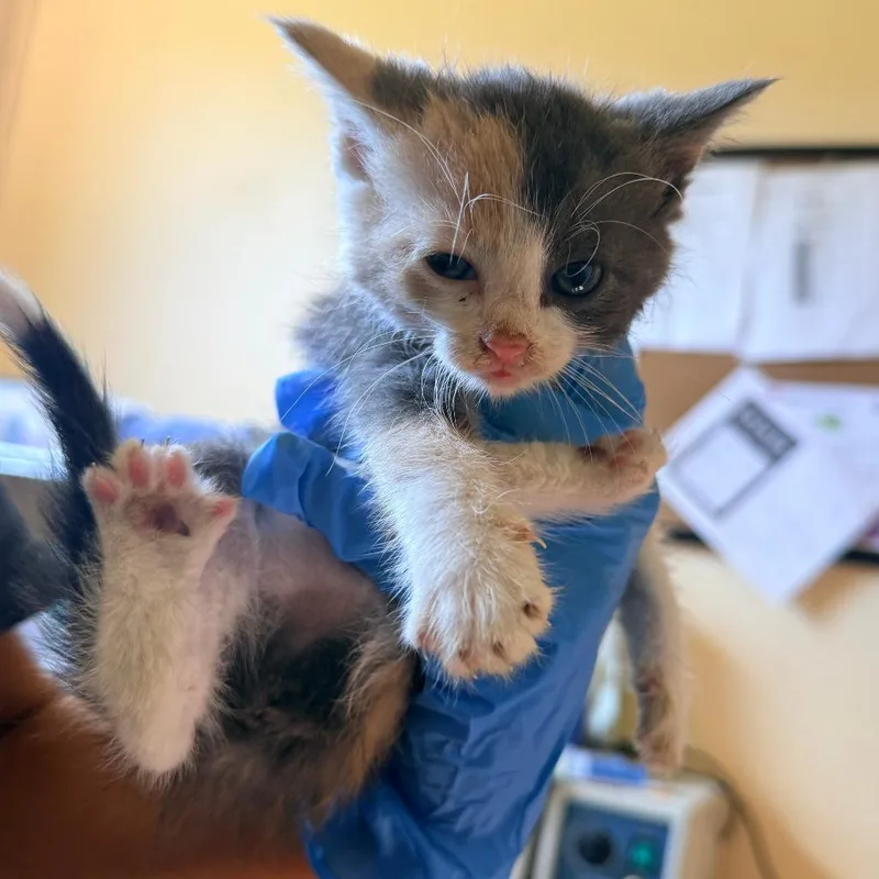 A baby small-sized female Gray / Blue / Silver Domestic Short Hair cat named Posie for adoption in Corinth, MS