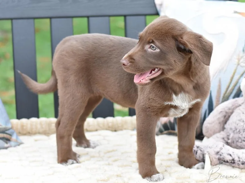 Brownie