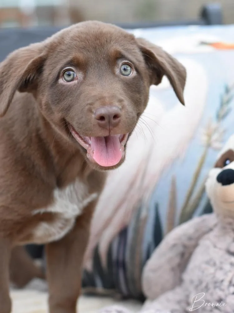 Brownie thumbnail 2