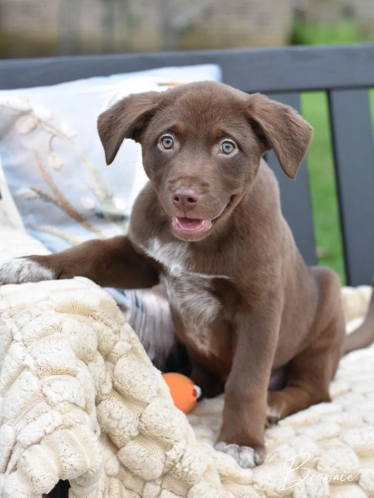 Brownie thumbnail 3