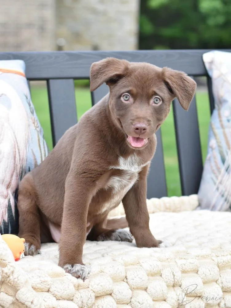 Brownie thumbnail 6