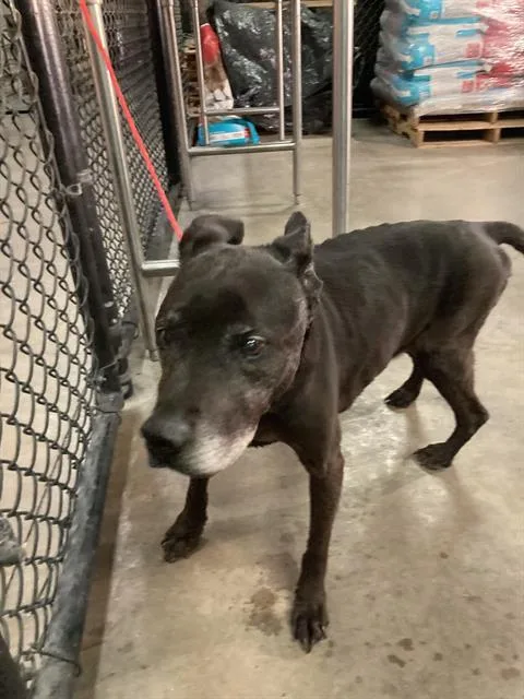 A senior medium-sized female Mixed Breed dog named Sally for adoption in Dallas, TX