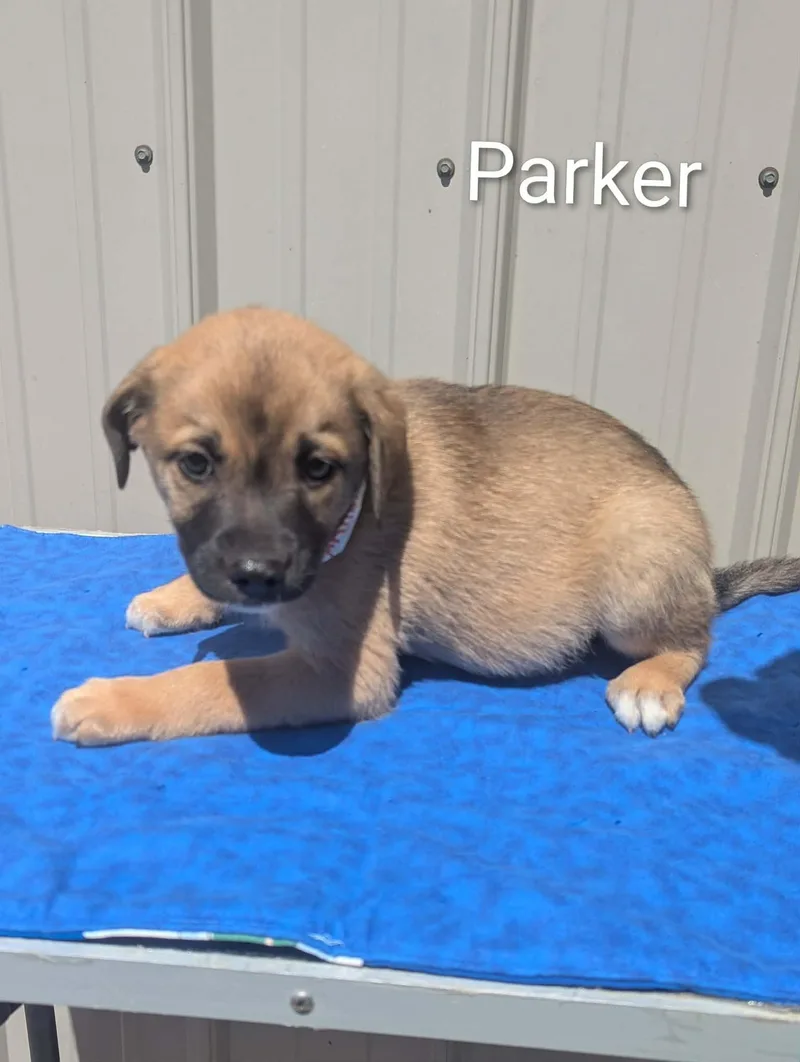 A baby medium-sized male Yellow / Tan / Blond / Fawn Mixed Breed dog named Parker for adoption in Logan, OH