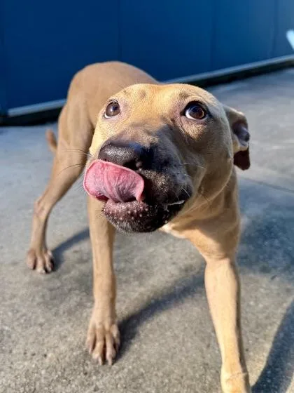 An adult large-sized male Pit Bull Terrier dog named Duggy for adoption in New Orleans, LA