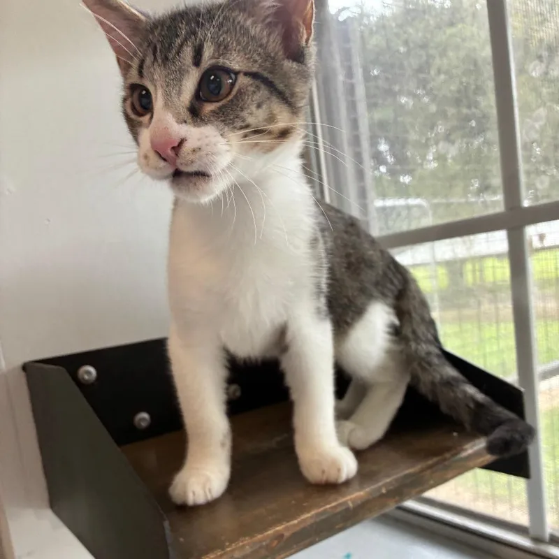 A baby small-sized male Gray / Blue / Silver Domestic Short Hair cat named Keep Your Hair On for adoption in Carencro, LA