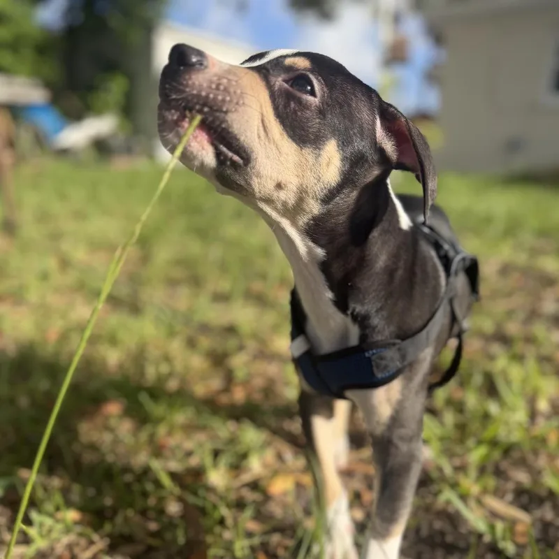 A baby medium-sized male White / Cream Pit Bull Terrier dog named Dexter Doggington for adoption in Port Richey, FL