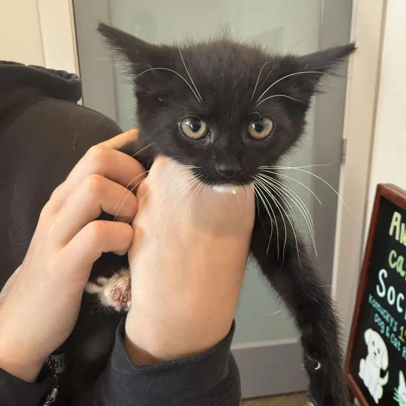 A baby small-sized female Domestic Short Hair cat named Axolotl for adoption in Louisville, KY