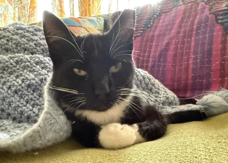 A baby small-sized male Domestic Short Hair cat named Willie for adoption in Darien, GA